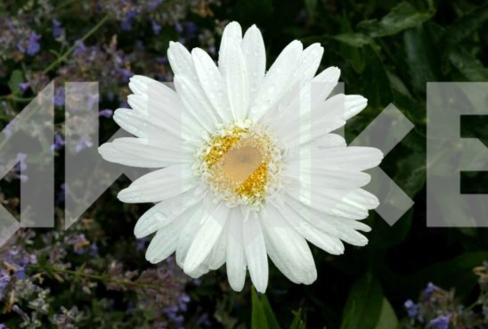Field Flower 1