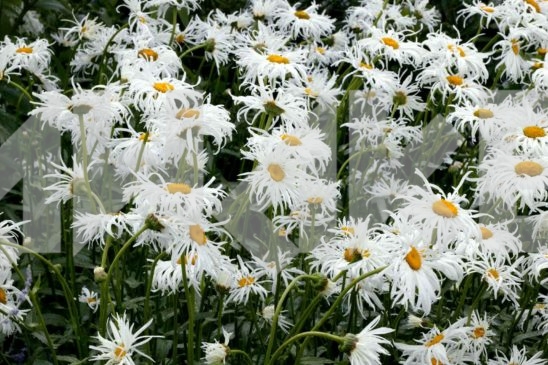 Field Flower 3