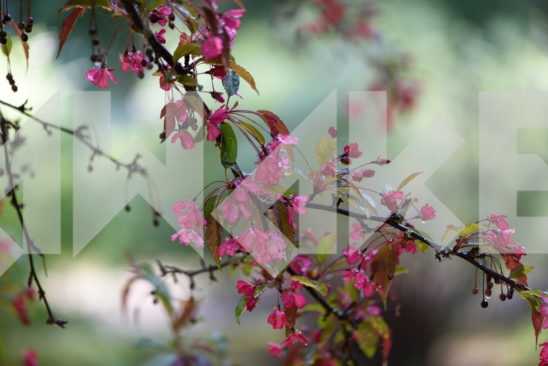 Blossoming Tree 2