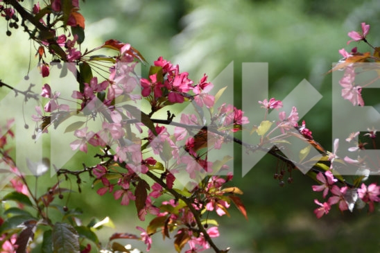 Blossoming Tree 4