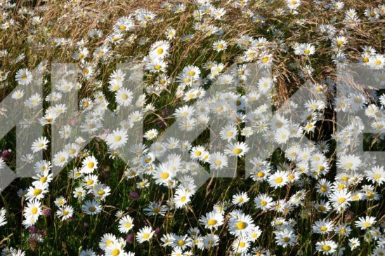 Field Flower 5
