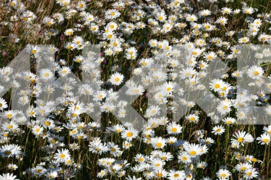 Field Flower 6