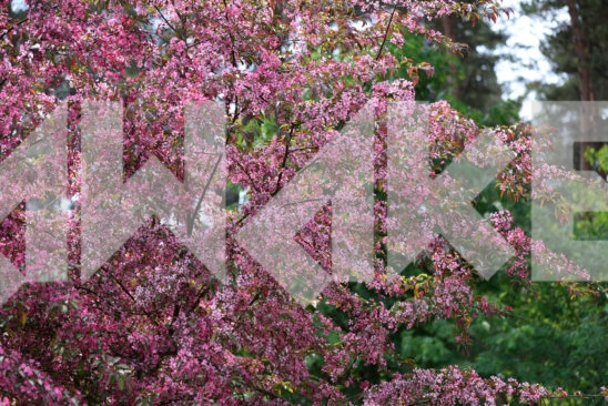 Blossoming Tree 5