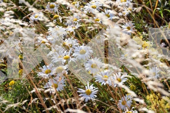 Field Flower 9
