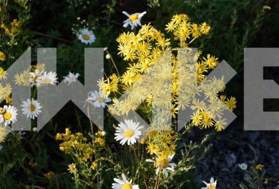 Field Flowers 11