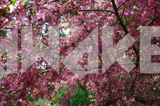 Blossoming Tree 6