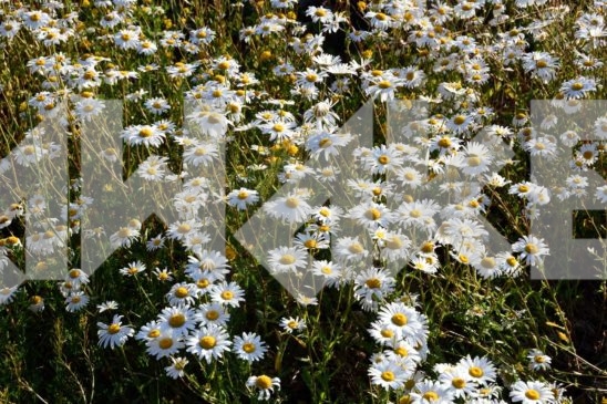 Field Flowers 13