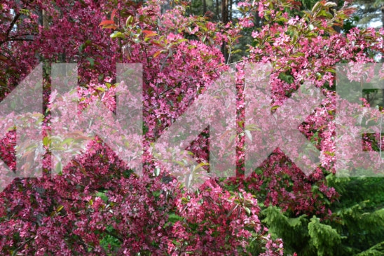 Blossoming Tree 7