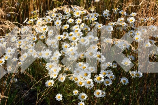 Field Flowers 14