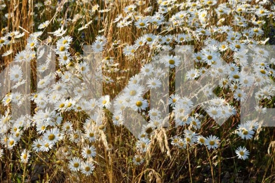 Field Flowers 16