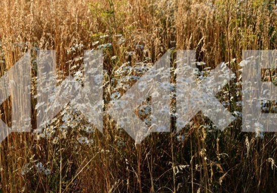 Field Flowers 19