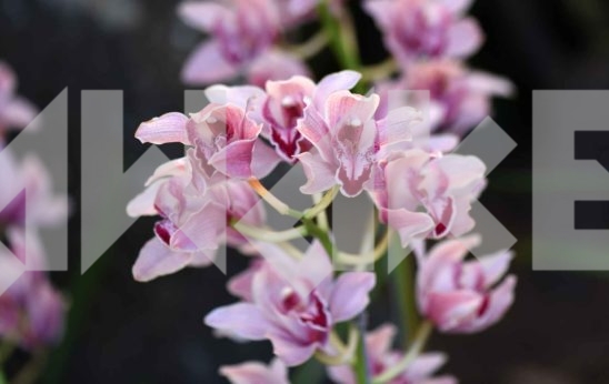 Beautiful Flower 13 Small