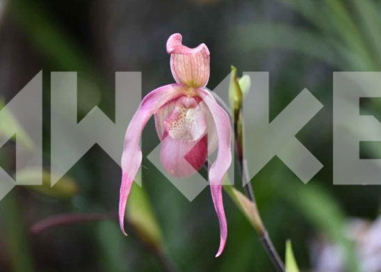 Beautiful Flower 16 Small