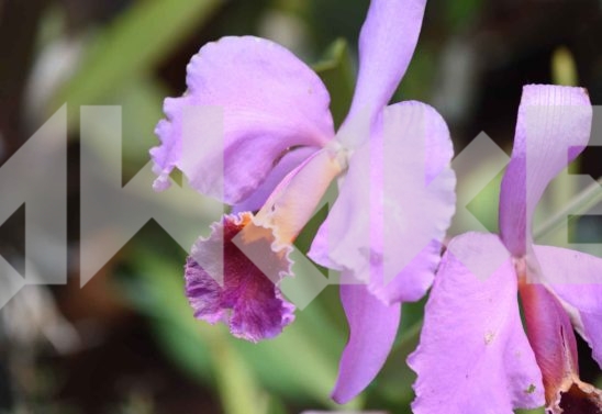Beautiful Flower 18 Small
