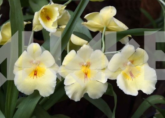 Beautiful Flower 22 Small
