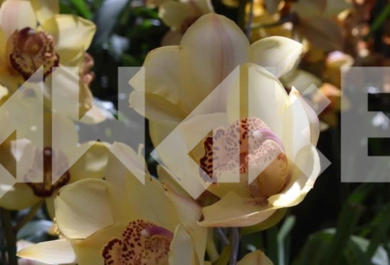 Beautiful Flower 27 Small