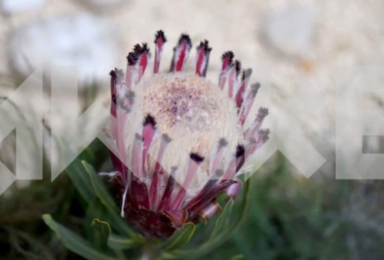 Beautiful Flower 34 Small