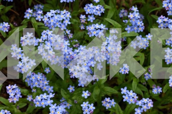 Field Flowers 20