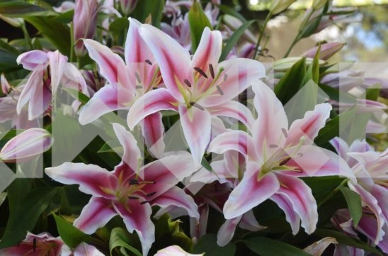 Beautiful Flower 40 Small