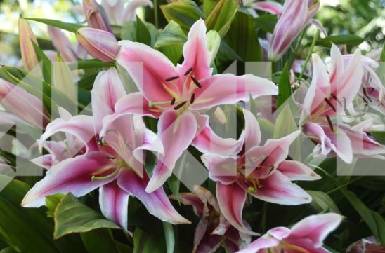 Beautiful Flower 41