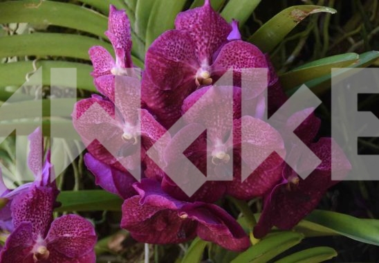 Beautiful Flower 43 Small