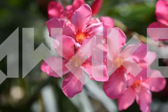 Beautiful Blossom 10 Small