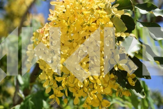Beautiful Blossom 11 Small