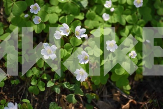 Field Flowers 24