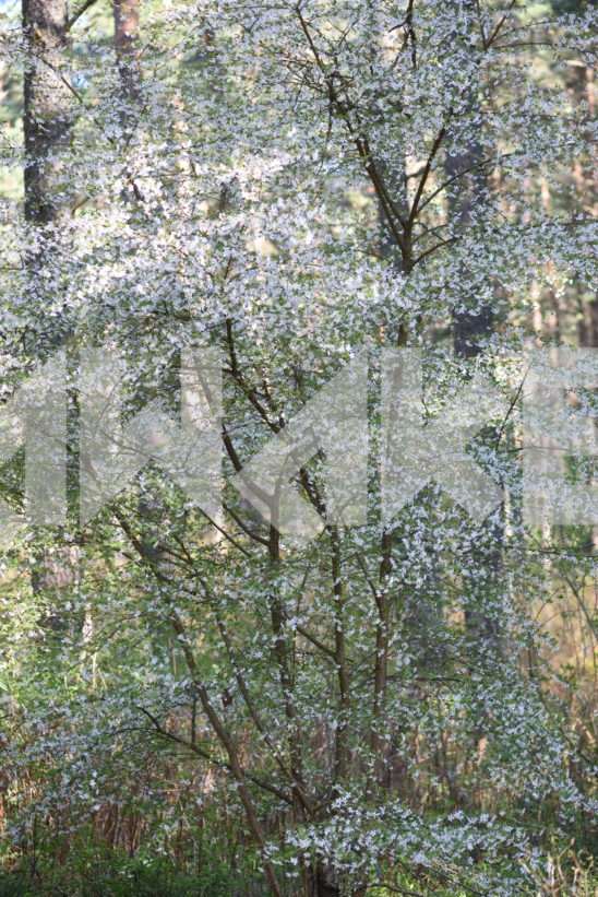 Blossoming Tree 10