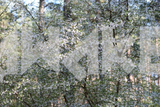 Blossoming Tree 11