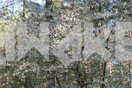 Blossoming Tree 12