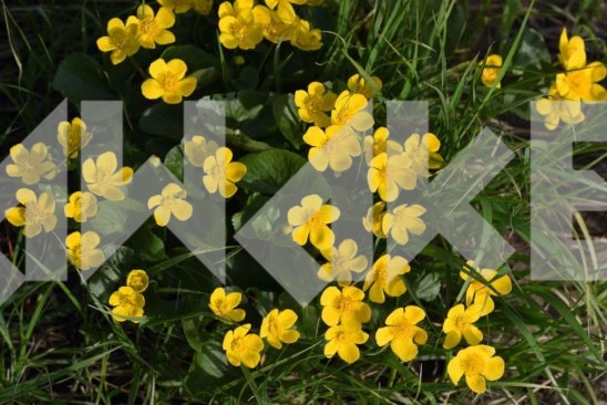 Field Flowers 25