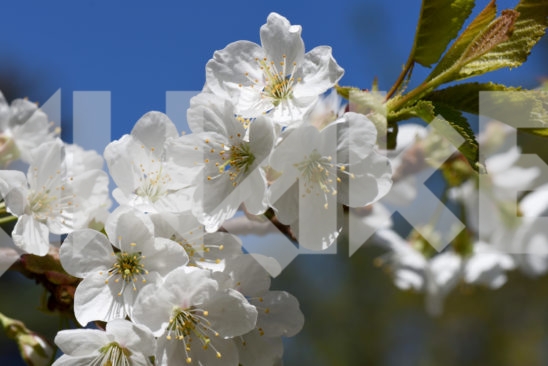 Blossoming Tree 13