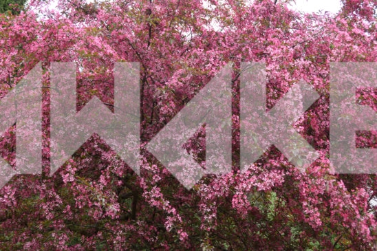 Blossoming Tree 13