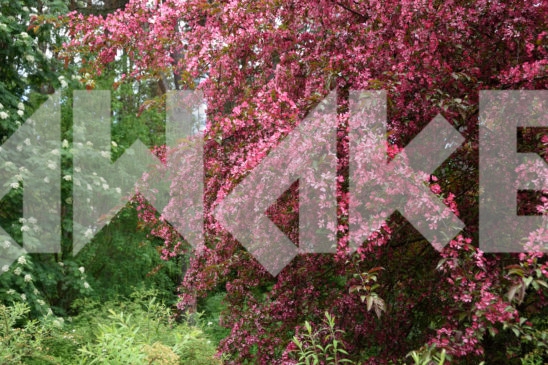 Blossoming Tree 14