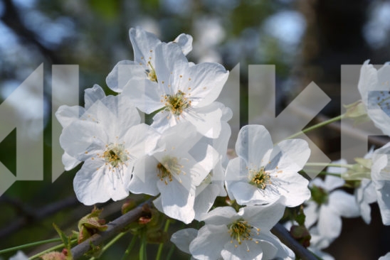 Blossoming Tree 15
