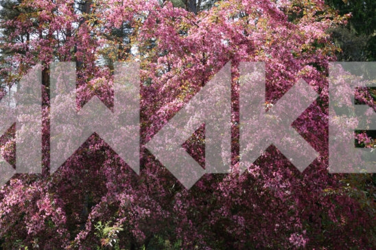 Blossoming Tree 18