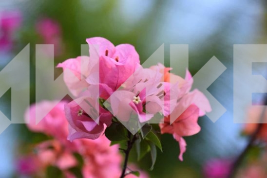 Beautiful Blossom 14 Small