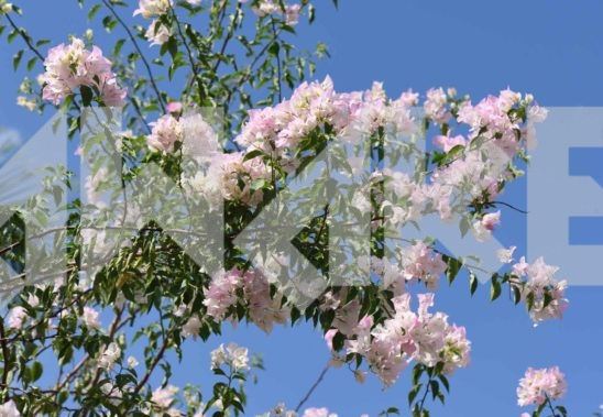 Beautiful Blossom 15 Small