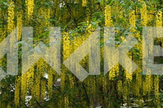 Blossoming Tree 19