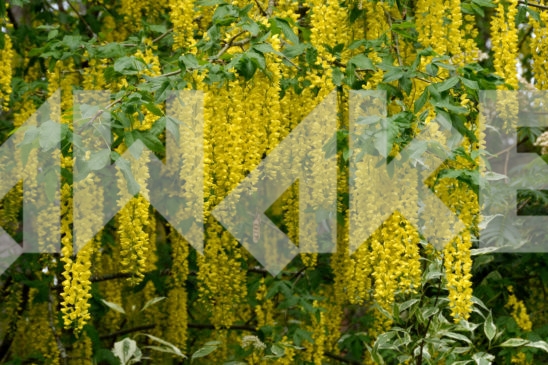Blossoming Tree 20