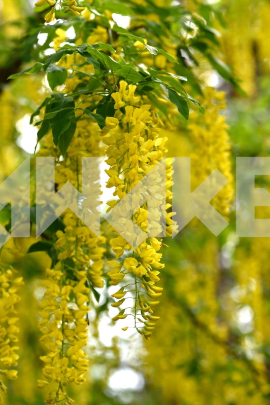 Blossoming Tree 22