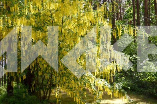 Blossoming Tree 25