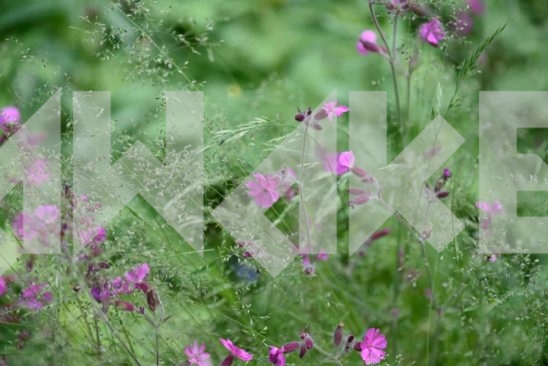 Field Flowers 26