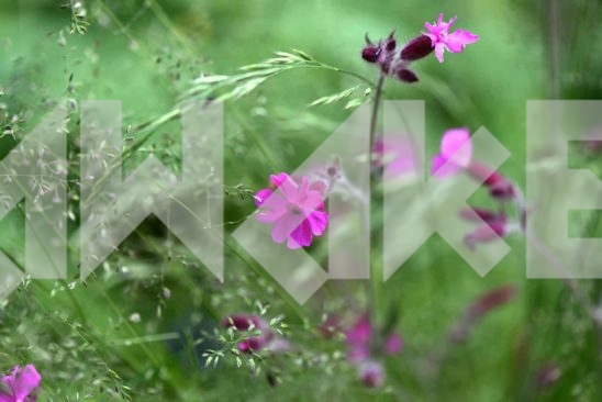 Field Flowers 27