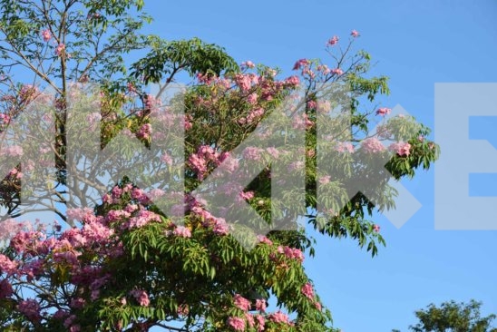 Beautiful Blossom 16 Small