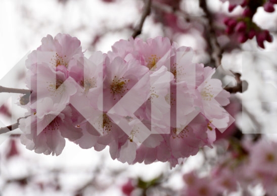 Blossoming Tree 27