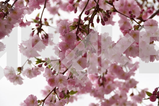 Blossoming Tree 28