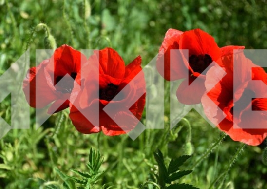 Field Flowers 29