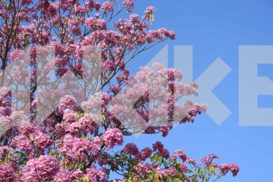 Beautiful Blossom 19 Small